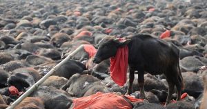 La Dea Gadhimai: Il Culto Per Il Quale Vengono Uccisi Centinaia Di Migliaia Di Animali