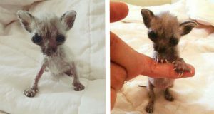 In Ricordo Di Nicoletta, La Gattina Che Non Cresceva Salvata Da Antonella Brunetti Che Ha Commosso Il Web