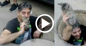 Quello Che Fa Un Uomo Per Recuperare Un Gatto In Un Canale è Incredibile!