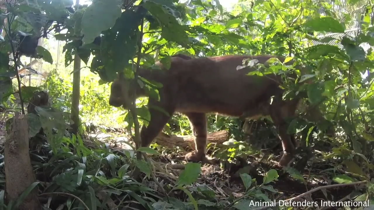 Le piante più velenose per i nostri Animali