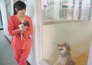 Veterinaria si toglie la vita dopo stata costretta ad addormentare per sempre 700 cani
