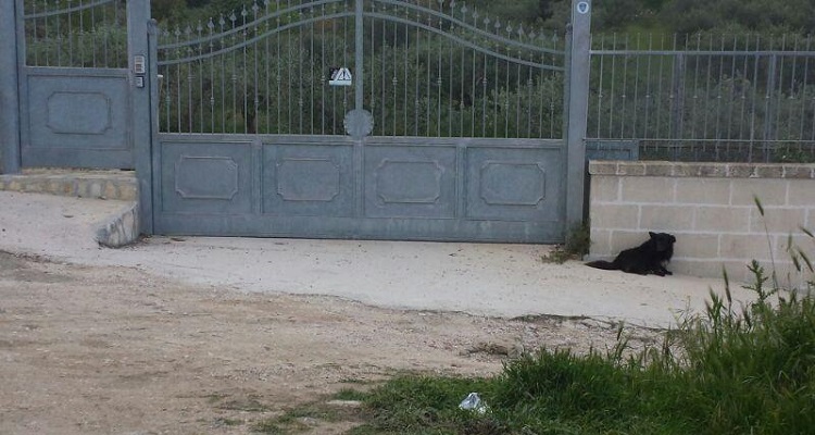 L’hanno Buttato Fuori Di Casa E Lui Ha Vissuto Per Mesi Accanto Al Cancello. Calimero Il Cane Nero Di Matera