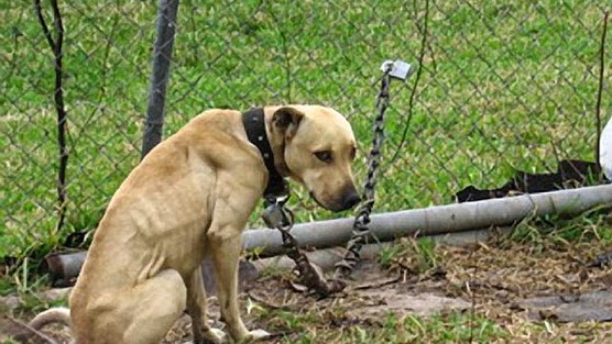 Multe salate per chi incatena il cane in giardino