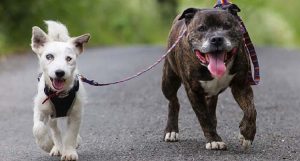 Il Cane Guida Di Un Cane Cieco