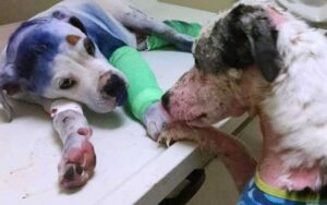 Un Cane Consola Un Altro Quattro zampe, Entrambi Hanno Subito Cattiverie