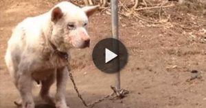 Bomi La Cagnolina della Corea Del Sud Allevata Per Essere Macellata, È Stata Salvata Dai Volontari Di Un’Associazione Locale