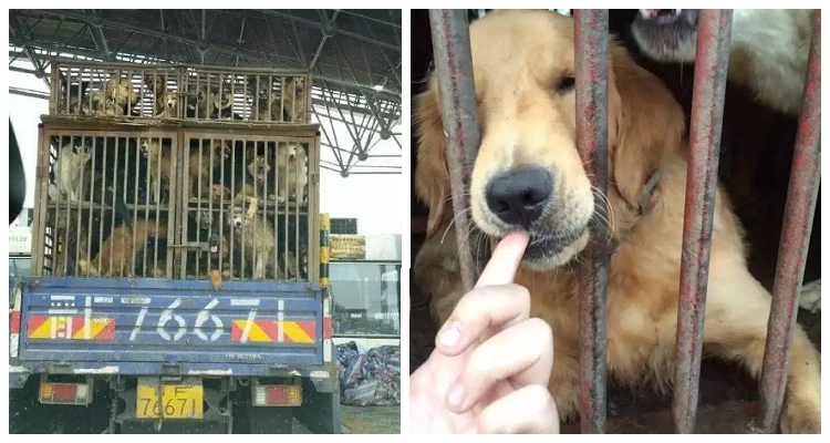 Mega Operazione Di Salvataggio In Cina. Più Di 500 Cani “Da Macello” Tratti In Salvo