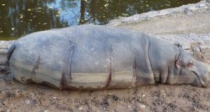 Lo Zoo Di Mendoza, Dove Il Povero Orso Arturo E’ Deceduto, Continua A Fare Scalpore, Scoperte Ferite Inflitte Di Proposito Sugli Animali