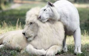 Leone bianco e tigre bianca hanno dato alla luce dei cuccioli rarissimi, le foto