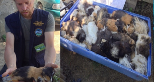 Massacro All’Oasi Degli Animali: Decapitate Anatre, Galline E Conigli