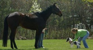 Einstein Alto 35 Cm E’ Il Cavallo Più Piccolo Del Mondo, 8 Foto Che Lo Mostrano