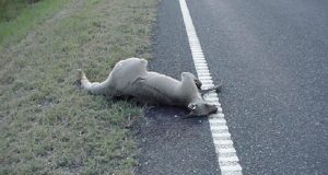 Vede un canguro morto sulla strada e decide di fermarsi a controllare. Ciò che trova la lascia di stucco…