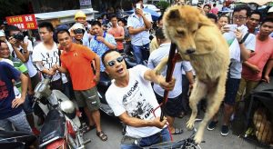 Il Massacro Dello Yulin, Cani Picchiati, Scuoiati E Lasciati Appesi, Diciamo No A Queste Atrocità!