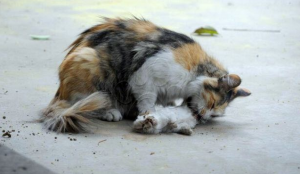 Come eliminare il cattivo odore di cane dalla vostra casa