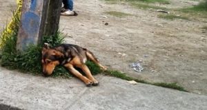 Il cane è immobile e triste sulla strada, ma quando si capisce il motivo non si possono trattenere le lacrime