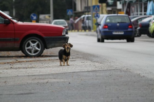 Nomi per cani: scegliere quello giusto