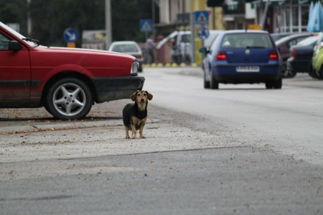 Nomi per cani: scegliere quello giusto