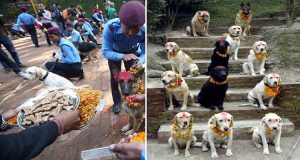 Nutrono Tutti I Cani Della Nazione Con Cibi Prelibati E Onorano La Loro Fedeltà, Questo E’ Il Giorno Del Kukur Tihar….