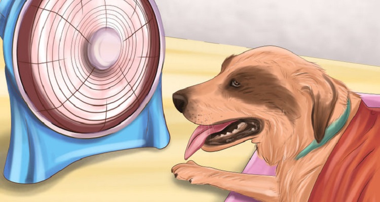 Come mantenere un cane fresco quando fa caldo