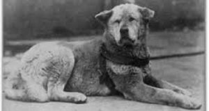 Ecco alcune foto molto rare del vero Hachiko mentre aspettava il suo compagno alla stazione.