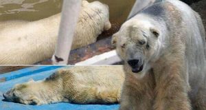 Arturo, L’Orso Più Triste Del Mondo Sta Morendo In Queste Ore Nella Sua Prigione: Lo Zoo Di Mendoza