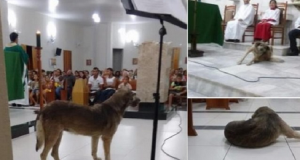 Sacerdote vuole l’eutanasia per la cagnolina che assiste alla messa, dicendo che è puzzolente
