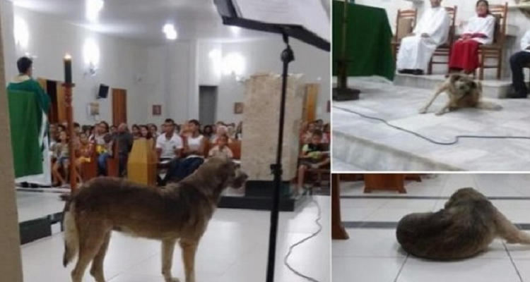 Il cane è arrabbiato con il suo umano e gli riserva ‘il trattamento del silenzio’