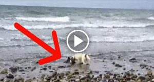 Il cane corre verso l’acqua e comincia ad abbaiare insistentemente, il suo padroncino non capisce cosa sta succedendo finché…