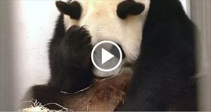 Nessuno capiva perché il panda fosse cosi strano ma quando alza la testa rivela una meravigliosa sorpresa