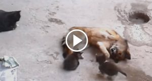 Il Commovente Incontro Tra I Piccoli Di Mamma Gatta E Dal Suo Migliore Amico: Zio Cane!!