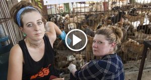 Salvati Durante La Notte 2000 Cani Destinati Alla Macellazione Per Lo Yulin