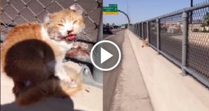 Era ferito e spaventato nel mezzo di un autostrada ma nessuno si fermava ad aiutarlo. La sua reazione quando capisce che verrà salvato è tenerissima.