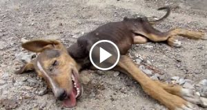 Il cagnolino si accascia a terra in fin di vita, ma quando sembrava arrivata la fine, un angelo interviene per cambiare il suo destino