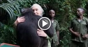 Questo Scimpanzè Farà Qualcosa Durante La Sua Liberazione Che Vi Farà Piangere