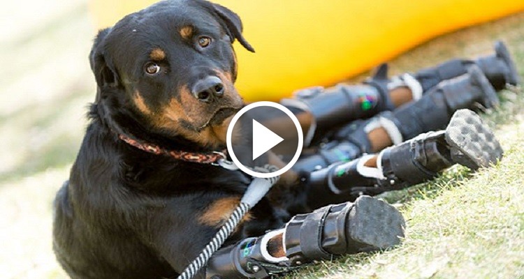 Cani in aereo: Ora i cani possono viaggiare accanto ai loro amici umani