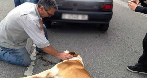 “Non mi importa essere denunciato per aggressione. Quando ho visto il cane che veniva trascinato dalla macchina e ho capito che il suo proprietario lo stava facendo di proposito, non ci ho visto più…” La cosa più assurda è avvenuta dopo…