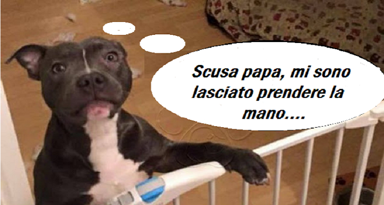 Come funzionano i concorsi di bellezza per cani?