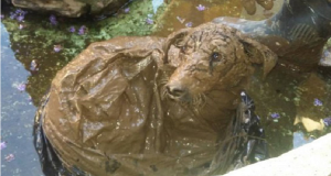 L’hanno chiusa in un sacco di plastica con le zampe legate per poi buttarla nel fiume, ma per sua fortuna un cucciolo ha cambiato il suo destino…