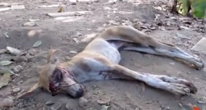 Un cane randagio crolla a terra in fin di vita, ma ciò che succede dopo