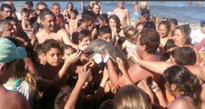 “Baby Delfino Ammazzato Dal Idiozia Dei Turisti, Tutti Volevano Un Selfie Con Lui” Ecco La VERA Storia!