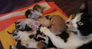La Dolcissima July Salva 5 Cuccioli Orfani Da Morte Certa