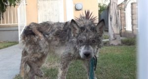 Corrono A Salvare Un Cane Randagio, Ma Quando Arrivano, Si Accorgono Che Non E’ Un Cane.