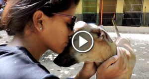 Un Cane Viene Trovato In Terribili Condizioni. Una Storia Commovente Di Riscatto