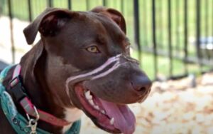 Cagnolina trovata con il muso avvolto nel nastro isolante ha una seconda occasione per vivere felice.