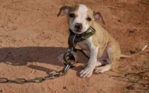 Cane dalla nascita non ha conosciuto che crudeltà, liberato non si può fare altro che amarlo