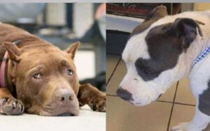 La famiglia ha adottato due cani in fin di vita per rendere felici i loro ultimi giorni