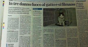 Si Filmano Mentre danno Fuoco Al Gatto Per Postare Il Video Su You tube