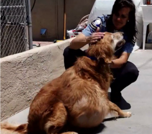 Il cane che si morde la coda