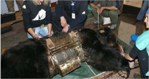 Rinchiuso al buio con uno strumento di tortura attaccato al busto, Ecco la storia del orso cesare