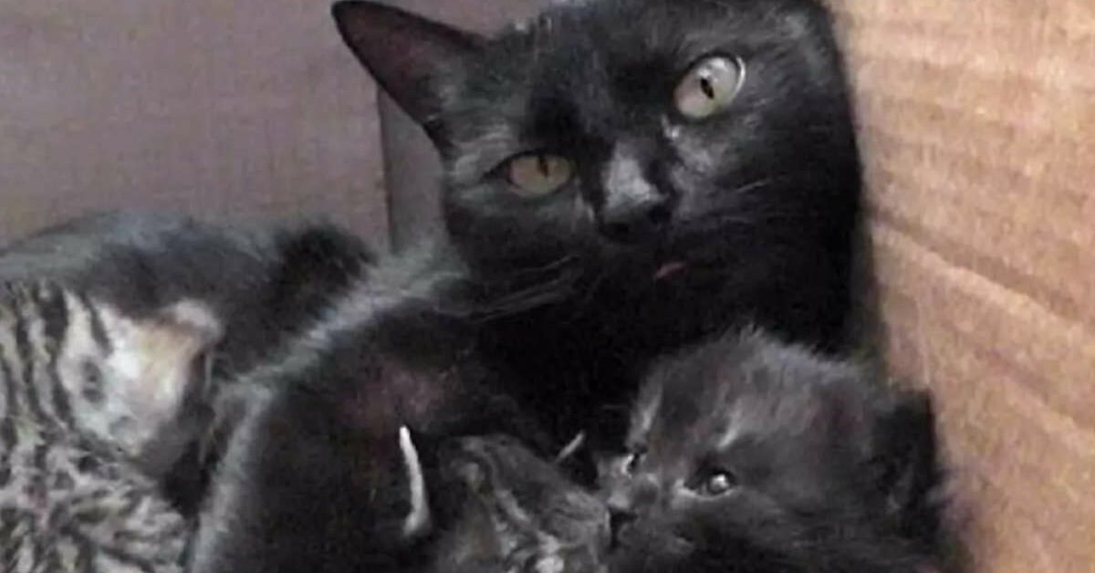 Мама кошка зовет котят